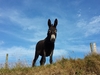 donkey-2