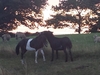 donkey-and-pony-2